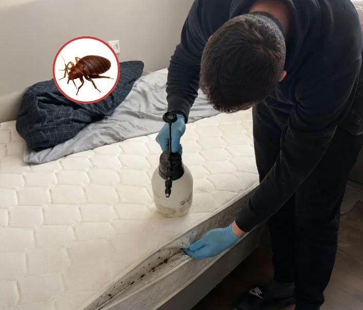 Technicien traitant un matelas contre les punaises de lit à Magny-les-Hameaux